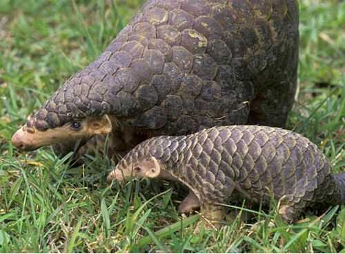 2016养穿山甲赚钱吗?