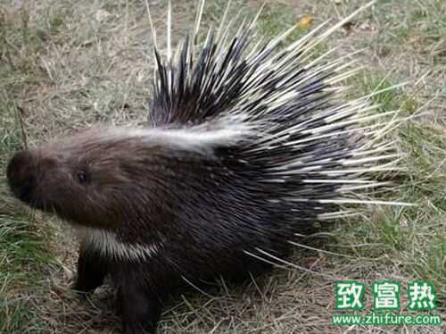 2016养豪猪赚钱吗?2016豪猪养殖前景及市场价格行情分析