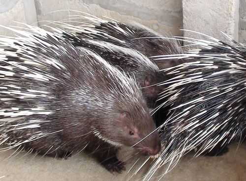 2016养豪猪赚钱吗?