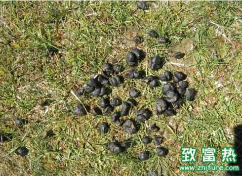 养羊有很多羊粪，是不是可以利用起来？