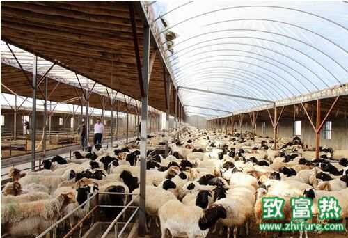 近几年行情比较稳定的十个养殖项目推荐