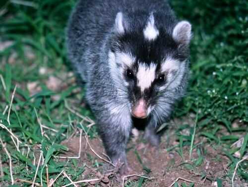 2016养果子狸赚钱吗?