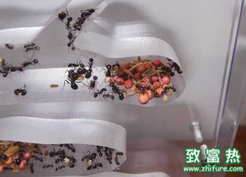 2016养蚂蚁赚钱吗?2016蚂蚁养殖前景及市场价格行情分析