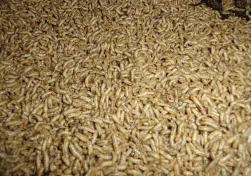 2016养蝇蛆赚钱吗?