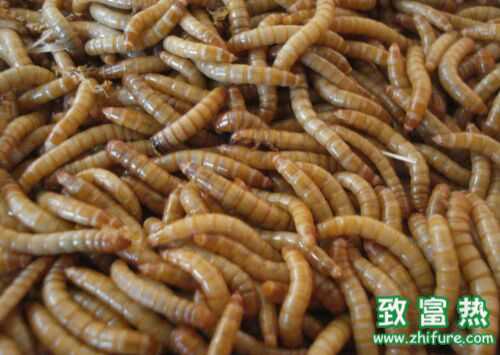 2016养黄粉虫赚钱吗?2016黄粉虫养殖前景及市场价格行情分析