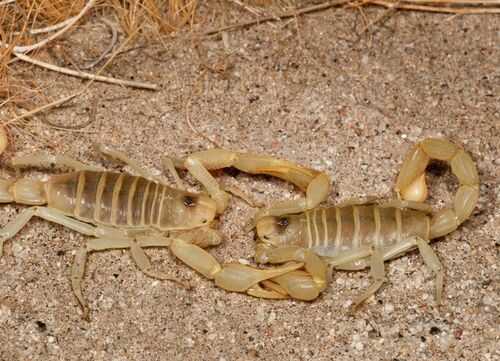 2016养蝎子赚钱吗?