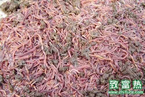 2016养蚯蚓赚钱吗?2016蚯蚓养殖前景及市场价格行情分析