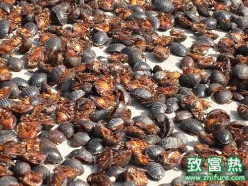 2016养土元赚钱吗?2016土元养殖前景及市场价格行情分析