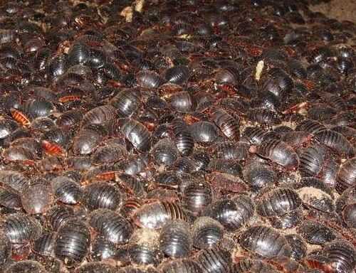 2016养土元赚钱吗?