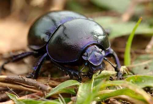 2016养蜣螂赚钱吗?