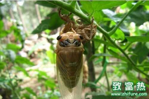 2016养金蝉赚钱吗?2016金蝉养殖前景及市场价格行情分析