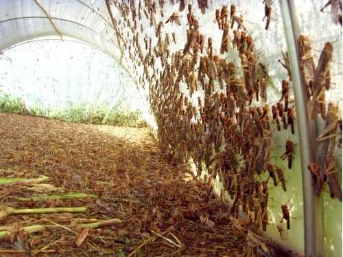 2016养蝗虫赚钱吗?