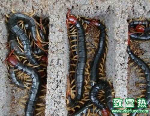 2016养蜈蚣赚钱吗?2016蜈蚣养殖前景及市场价格行情分析