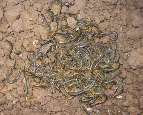 2016养蜈蚣赚钱吗?