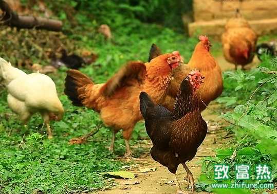 浅析家禽养殖周期及疾病防控