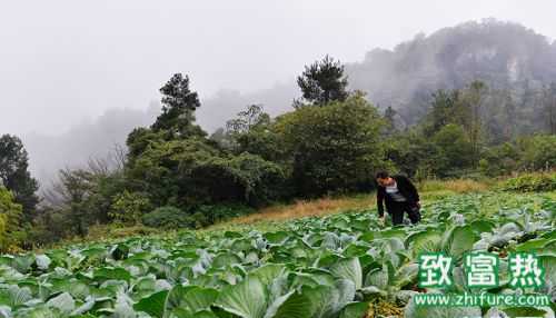  返乡创业农民工成农业产业大户