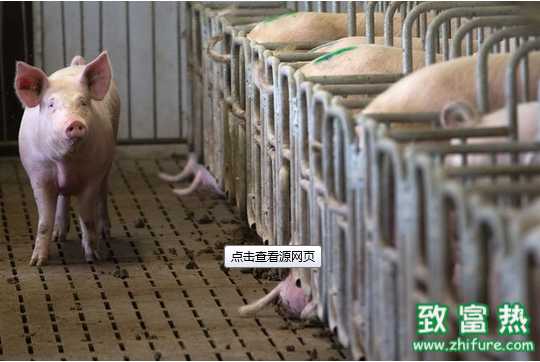 养猪业九大变化你关注了吗?