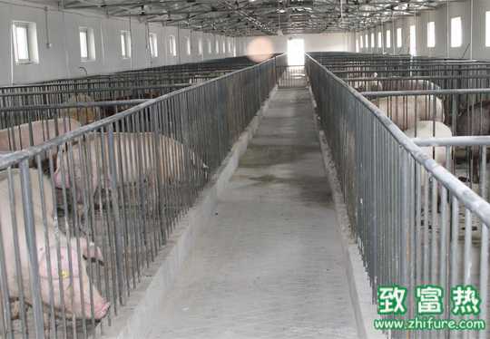 冬季猪舍消毒技术措施