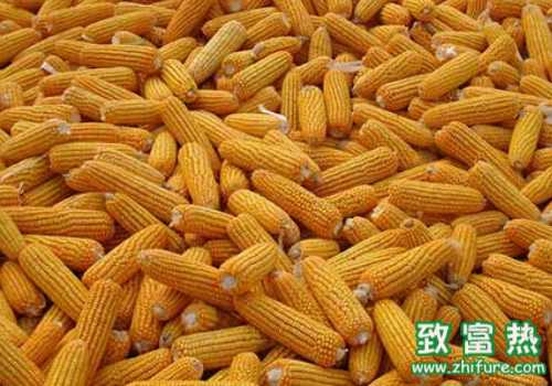 2016中国玉米价格如此高，谁会来买？