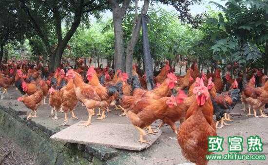 2017养鸡赚钱吗？2017鸡养殖前景及市场价格行情分析