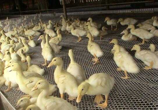 2017养鸭赚钱吗?2017养鸭前景及市场价格行情分析