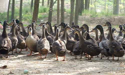 2017养鸭赚钱吗?2017养鸭前景及市场价格行情分析