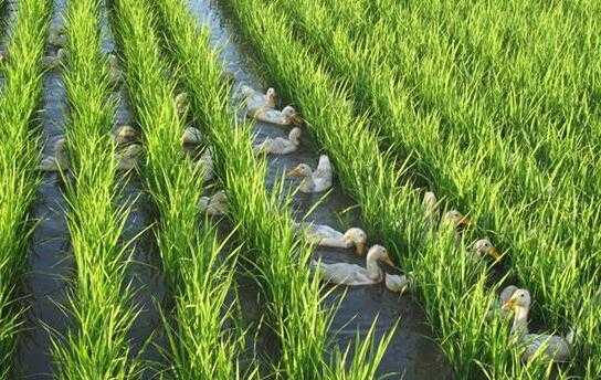 2017养鸭赚钱吗?2017养鸭前景及市场价格行情分析