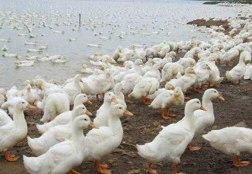 2017养鸭赚钱吗?2017养鸭前景及市场价格行情分析