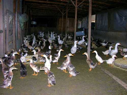 2017养鸭赚钱吗?2017养鸭前景及市场价格行情分析