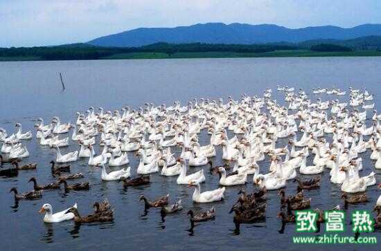 2017养鹅赚钱吗？2017养鹅前景及市场价格行情分析