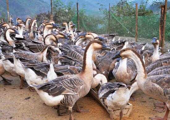 2017养鹅赚钱吗?2017养鹅前景及市场价格行情分析