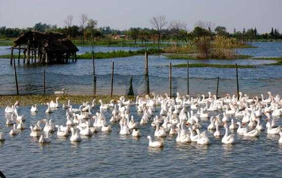 2017养鹅赚钱吗?2017养鹅前景及市场价格行情分析