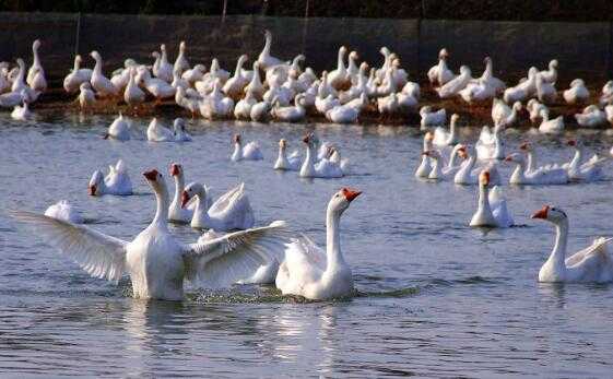 2017养鹅赚钱吗?2017养鹅前景及市场价格行情分析