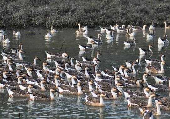 2017养鹅赚钱吗?2017养鹅前景及市场价格行情分析