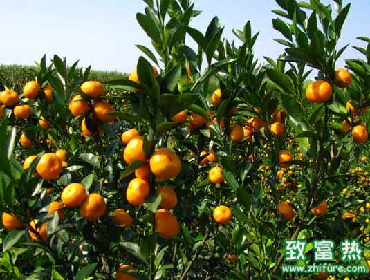 2016种蜜桔赚钱吗？2016蜜桔种植前景及市场价格行情分析