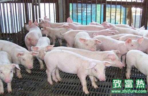 2017养猪赚钱吗？2017养猪前景及市场价格行情分析 