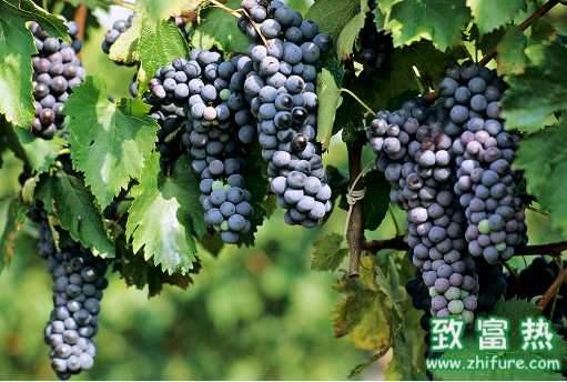葡萄的营养价值及作用  葡萄清洗方法