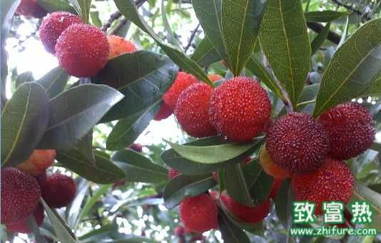 杨梅的营养价值与作用 杨梅储存方法