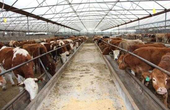 2017养牛赚钱吗?2017养牛前景及市场价格行情分析