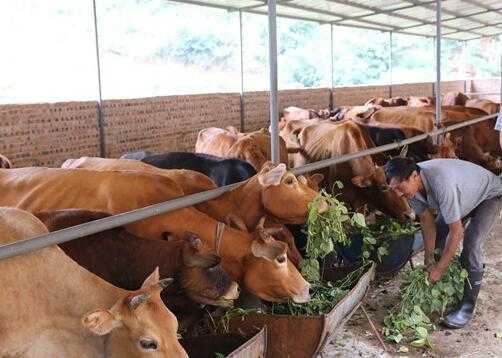 2017养牛赚钱吗?2017养牛前景及市场价格行情分析