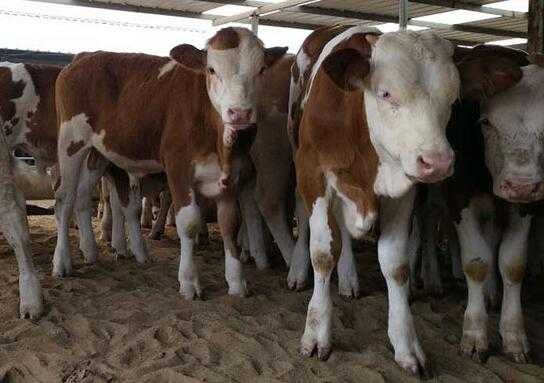 2017养牛赚钱吗?2017养牛前景及市场价格行情分析