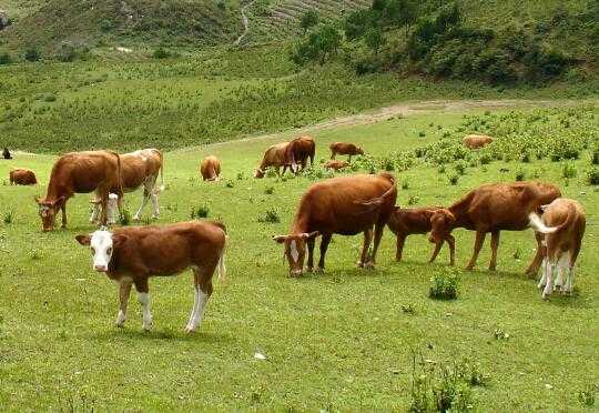 2017养牛赚钱吗?2017养牛前景及市场价格行情分析