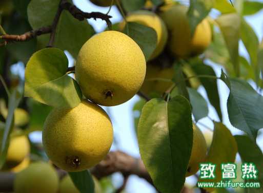 哪五大常见水果 隐疾患者慎吃？