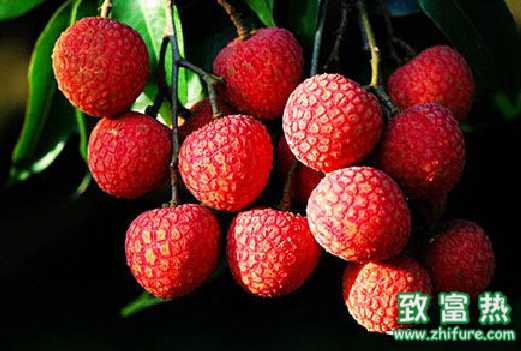 荔枝的营养价值 过多食用荔枝会上火吗