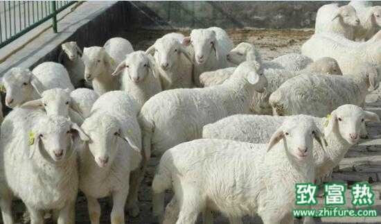 2017养羊赚钱吗？2017养羊前景及市场价格行情分析