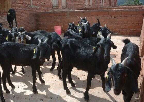 2017养羊赚钱吗?2017养羊前景及市场价格行情分析