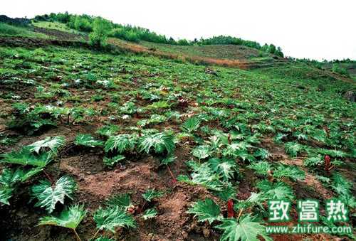 种植中药材如何施肥