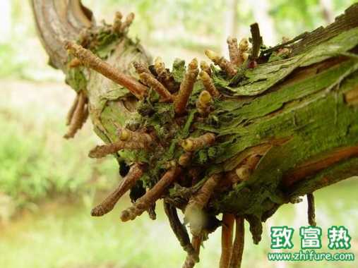 七种常见病虫防治方法