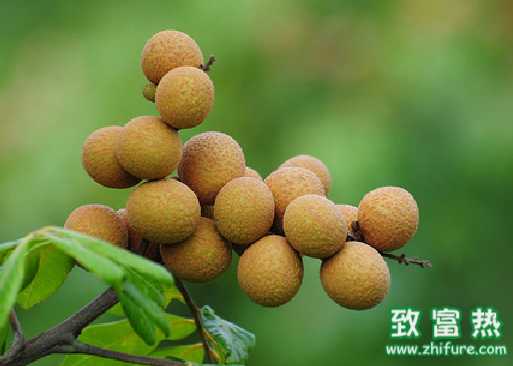 龙眼的营养价值和功效 桂圆的价值与功效