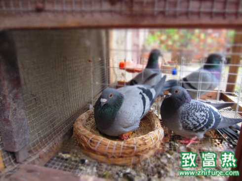 2017养鸽子赚钱吗？2017养鸽子前景及市场价格行情分析